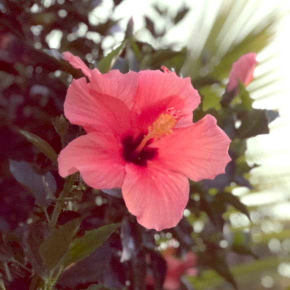 Meet your Posher - Picture 1 of 1